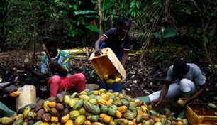 "الشوكولاتة مهددة".. فيضانات نيجيريا تخفض مخزون "الكاكاو" عالمياً