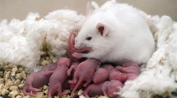 استيلاد مجموعة فئران من خلال حقن الحيوان المنوي مباشرة في الخلية من دون المرور ببويضة