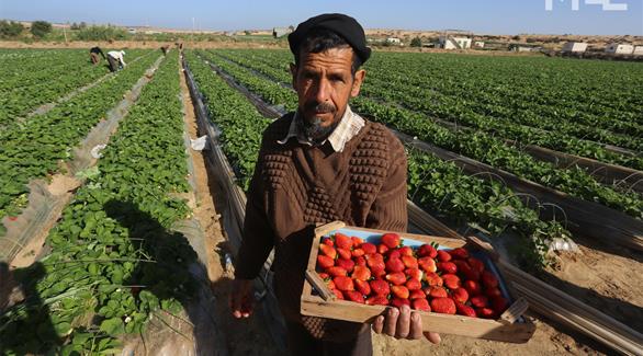 مزارع مصري وبيده صندوق من الفراولة (أرشيف)