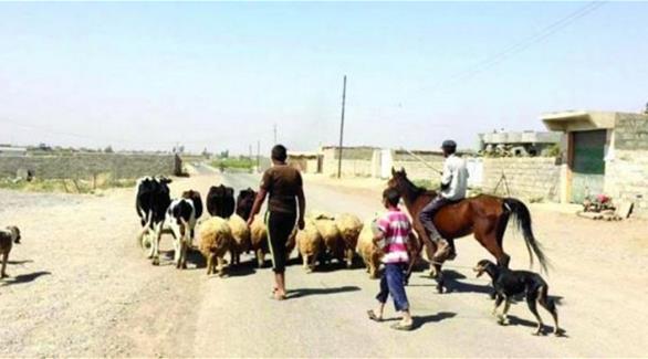 عودة الحياة إلى الثرى جنوب شرقي الموصل (المصدر)
