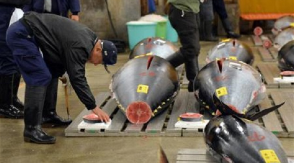 يستهلك اليابانيون ثلاثة أرباع ما يباع في الأسواق العالمية من أسماك التونة الحمراء (أرشيف)