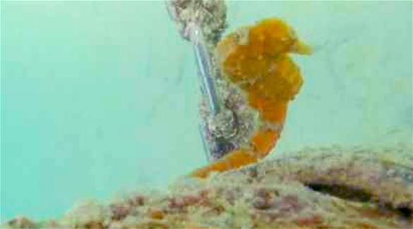اكتشاف نوع نادر من فرس البحر على شاطئ إمارة دبي