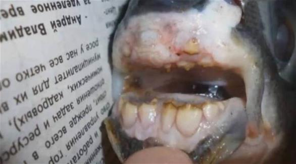 صياد روسي يلتقط بصنارته سمكة 201410031031475.Jpeg