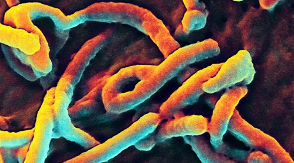 توجد 5 سلالات معروفة حتى الآن من فيروس إيبولا