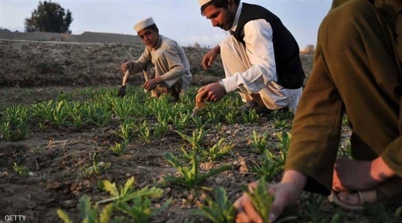 أفغان يعتنون بشجيرات الخشخاش مصدر الأفيون الأول (غيتي)