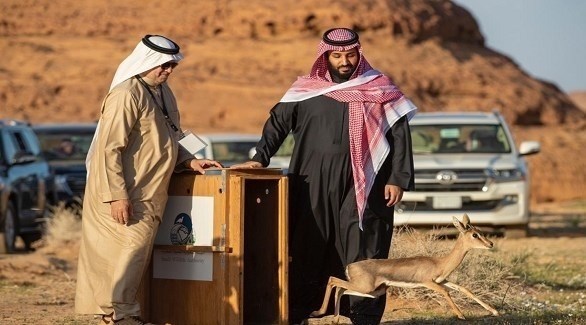 ولي العهد السعودي الأمير محمد بن سلمان في افتتاح محمية شرعان للنمر العربي (واس)
