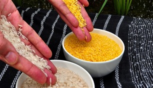 الأرز الذهبي.. هل هو حل صحي لنقص فيتامين أ؟