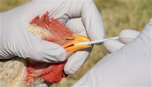 كيف تنتقل إنفلونزا الطيور بين البشر؟