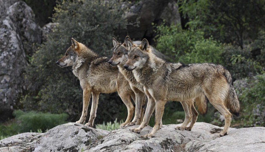 ذئاب (أرشيفية)