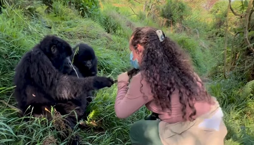 Gorilla pulls woman's hair