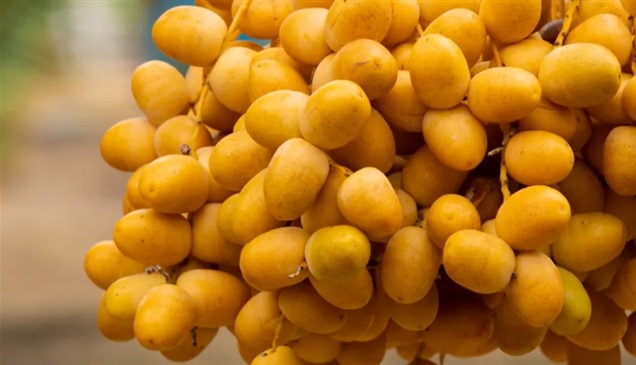 أبوظبي تصدر دليلاً علمياً وعملياً لأصناف الرطب