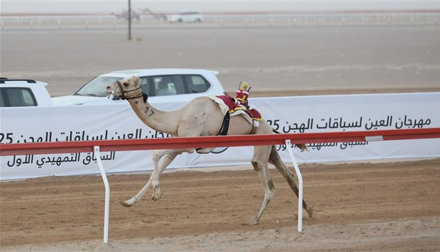 "الشامخة" و"ملبي" يتألقان في منافسات "اللقايا" بمهرجان العين للهجن