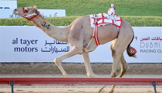 "مزنة" تتوج بكأس ولي عهد دبي للهجن الثنايا الأبكار