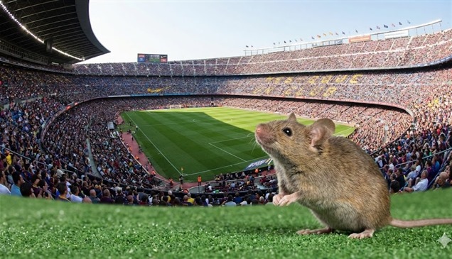 شاهد.. فئران تغزو كامب نو وتزعج جمهور برشلونة 