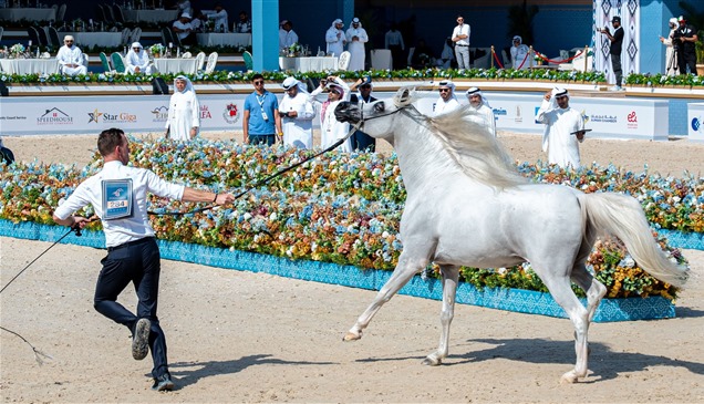 تنظيم متكامل يصنع تجربة ناجحة في بطولة عجمان لجمال الخيل العربية 2026