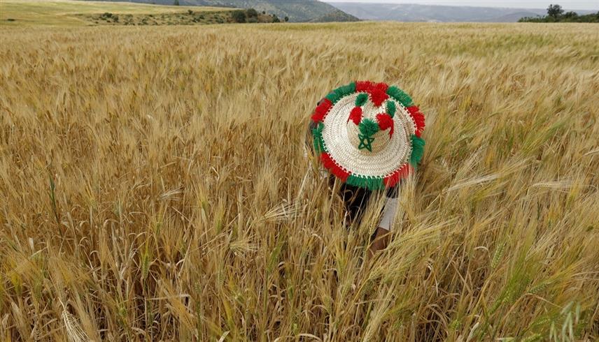 الزراعة في المغرب (أ ف ب)