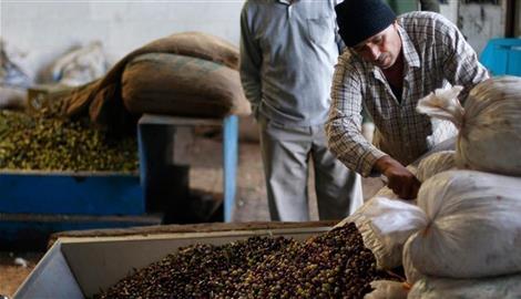  بعد خيبة 2025.. الزيتون الأردني أمام موسم التعويض