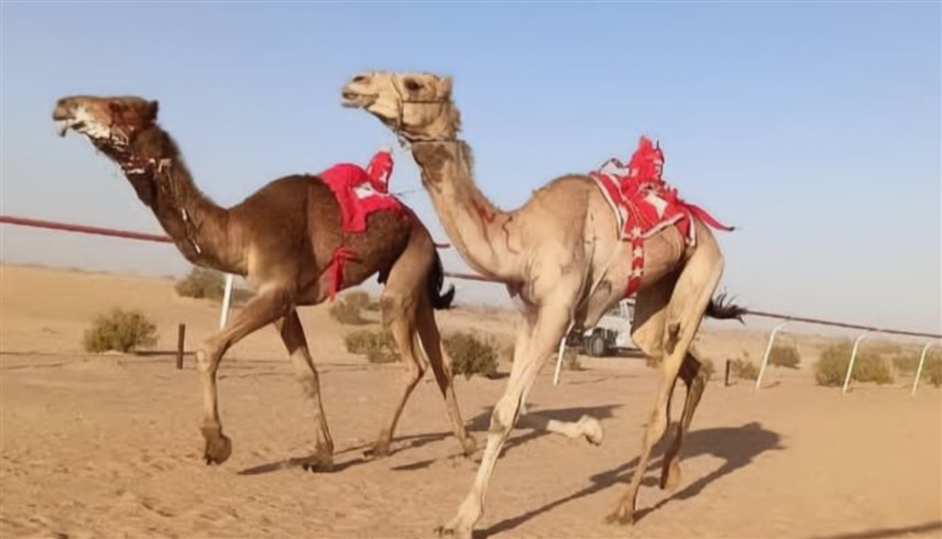 جانب من سباق العلمين التمهيدي للهجن (وام)