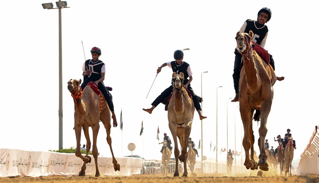اتحاد الهجن يفتح باب التسجيل للمشاركة في سباق الماسترز أبوظبي
