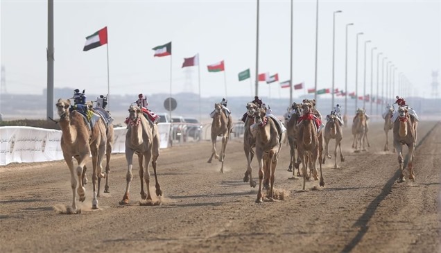 "المهرجان الختامي" السنوي لسباقات الهجن العربية 26 فبراير