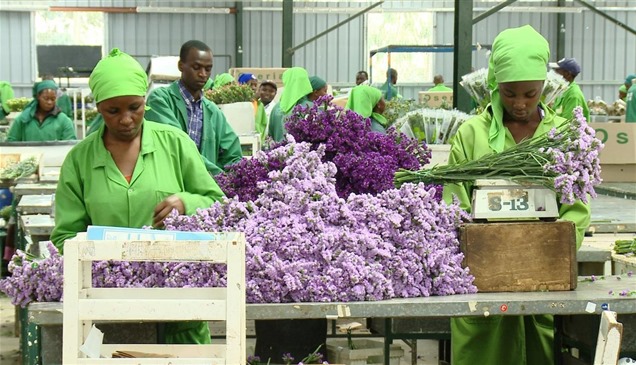 كينيا: 1.4 مليون دولار خسائر قطاع الزهور أسبوعياً بسبب حرب إيران 