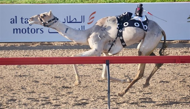 "العاصفة" و"الشيحانية" تتألقان بناموس أشواط العمالقة في ختامي المرموم