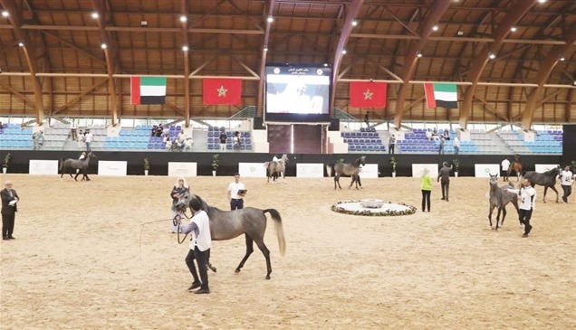 المغرب يستضيف الجولة الثالثة لكأس الإمارات العالمي لجمال الخيل العربية