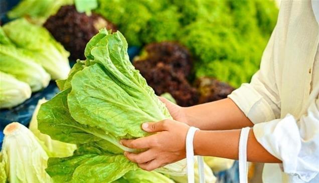 سحب منتجات وتراجع أسهم.. طفيل "الخس" يربك تجارة الغذاء الأمريكية