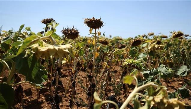 موجات الحر تفاقم الجفاف في أوروبا وتهدد الزراعة والطاقة