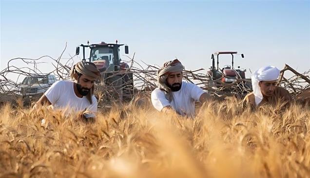 خريطة القمح تتغيّر عالمياً.. والإمارات تبني أمنها الغذائي عبر نموذج استثنائي