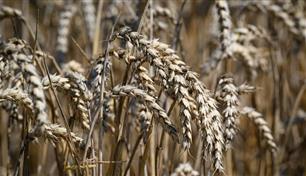 المغرب يستأنف دعم واردات القمح اللين 