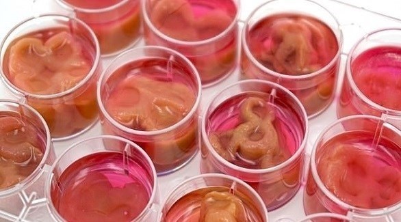 زراعة شرائح لحم من خلايا بشرية في المختبر (ديلي ميل)