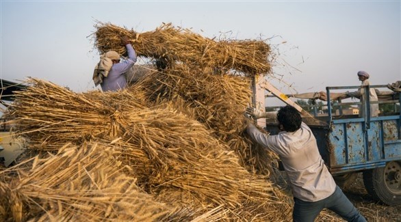 مزارعان يجمعان قمحاً في الهند (أرشيف)